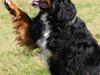 Berner sennenhund Bellis [ Himmelhund]