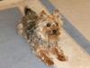 Australian silky terrier nadia