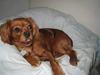 Cavalier king charles spaniel Donna
