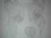 Amerikansk staffordshire terrier Keltie