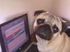 Mops Frede...