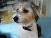 Parson russell terrier Freya