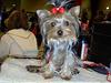 Yorkshire terrier GUCCI