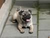 Mops Luna