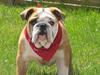 Engelsk bulldog Gordon