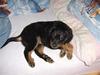 Blanding af racer nala [Tidl. hund]