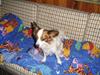 Papillon smut (rip) [ Himmelhund]