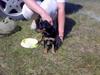 Tysk jagtterrier Bella