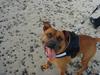 Amerikansk staffordshire terrier Basse.