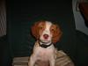 Breton Rex ~ NYE BILLEDER