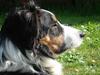Border collie Jock (Targie)