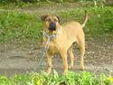 Blanding af racer molly (R.I.P 11-01/08)
