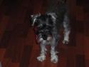 Dvaergschnauzer Troya