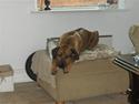 Rhodesian ridgeback Kuzonga's Chunuka Zazu
