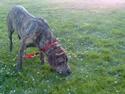 Fila brasileiro *FILA*