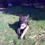 Staffordshire bull terrier Tutzie