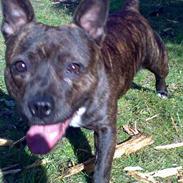 Staffordshire bull terrier Tutzie