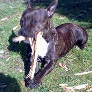 Staffordshire bull terrier Tutzie