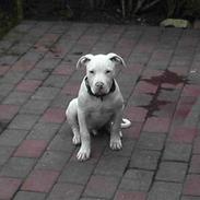 Dogo argentino MØFFE 