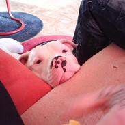 Dogo argentino MØFFE 