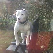 Dogo argentino MØFFE 