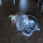 Dogo argentino MØFFE 