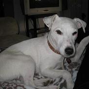 Parson russell terrier Bianca