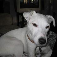 Parson russell terrier Bianca