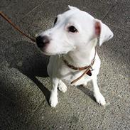 Parson russell terrier Bianca