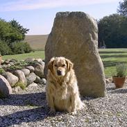 Golden retriever Buster