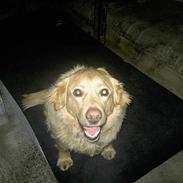 Golden retriever Buster