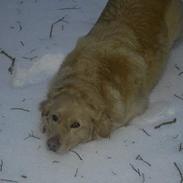 Golden retriever Buster