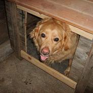 Golden retriever Buster