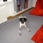 Blanding af racer Snøvsen