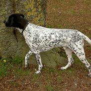 Blanding af racer Snøvsen