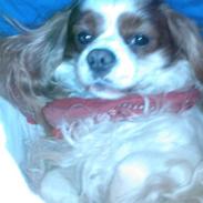 Cavalier king charles spaniel Figo R.I.P <3