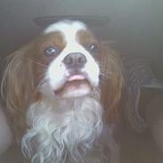 Cavalier king charles spaniel Figo R.I.P <3