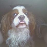 Cavalier king charles spaniel Figo R.I.P <3 