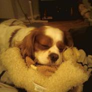 Cavalier king charles spaniel Figo R.I.P <3