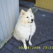 Samojedhund elvis - Død 28/12-2010