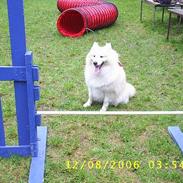 Samojedhund elvis - Død 28/12-2010