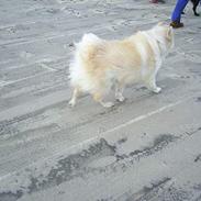 Samojedhund elvis - Død 28/12-2010