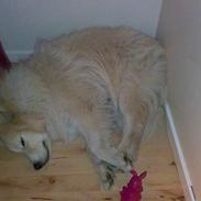 Samojedhund elvis - Død 28/12-2010