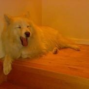 Samojedhund elvis - Død 28/12-2010