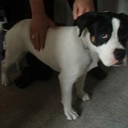 Blanding af racer Balou