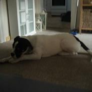 Blanding af racer Balou