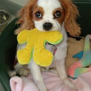 Cavalier king charles spaniel Kiara