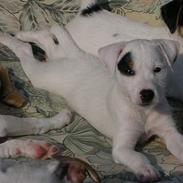 Parson russell terrier FANNY
