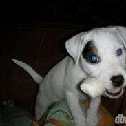 Parson russell terrier FANNY