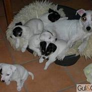 Parson russell terrier FANNY